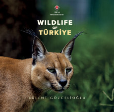 Wıldlıfe Of Türkiye (Sert...
