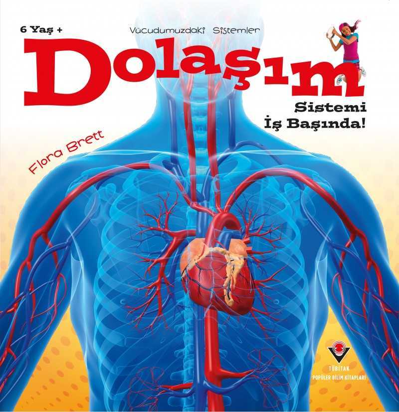 Vücudumuzdaki Sistemler - Dolaşım Sistemi İş Başında!